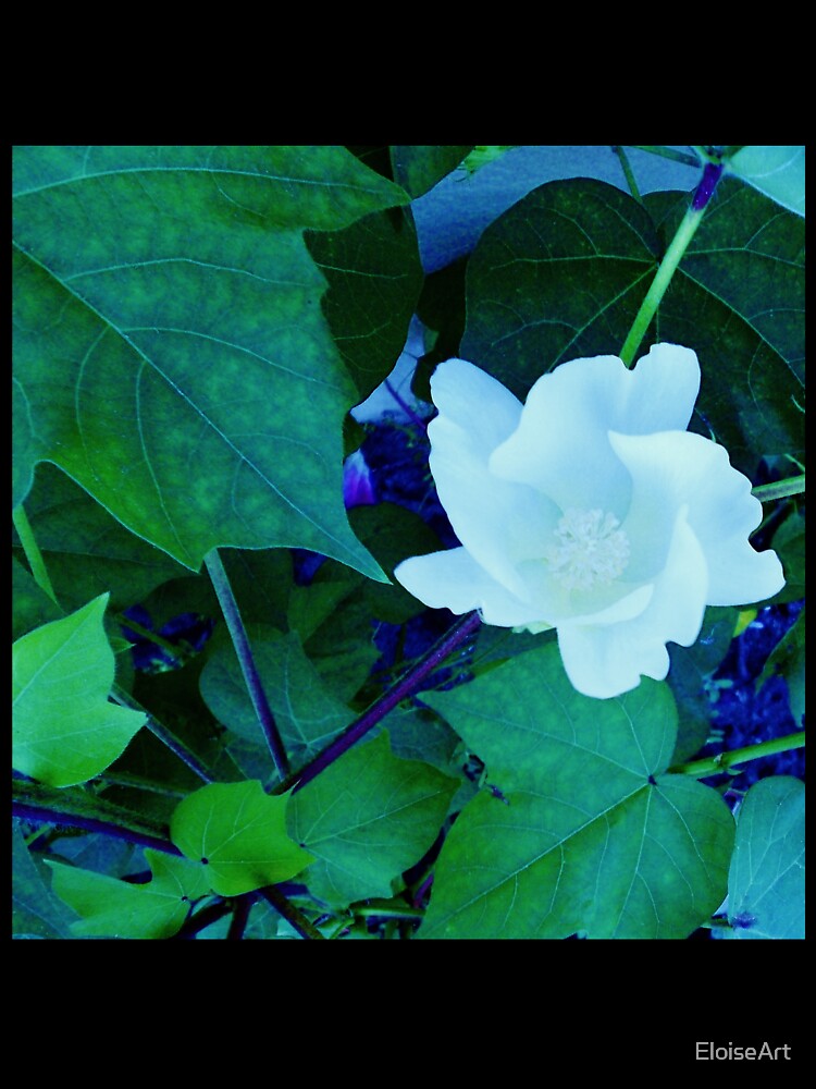 Cotton Blossom by EloiseArt