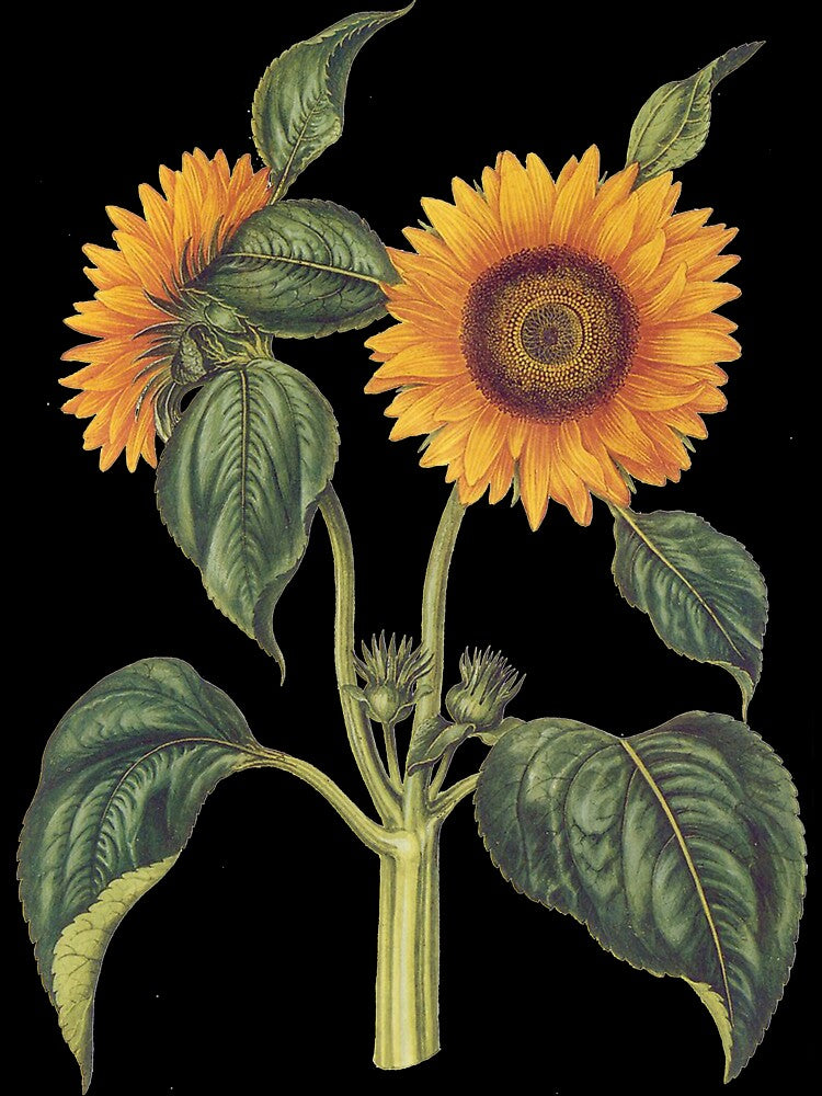 Vintage sunflower illustration by bohoDecor