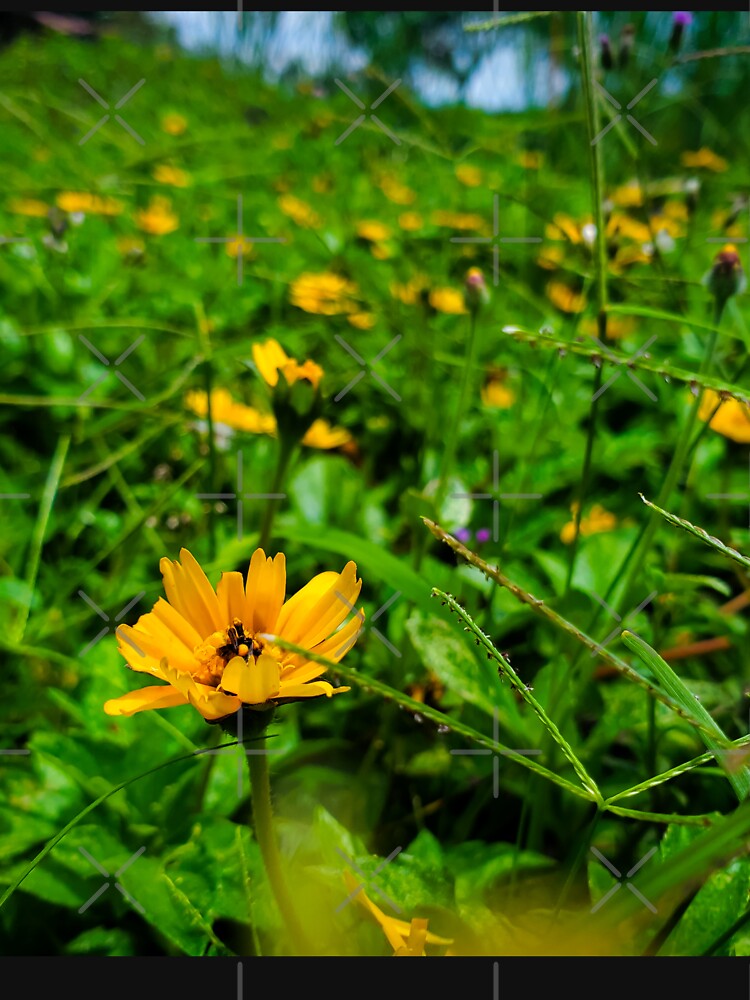 yellow flowers in green grass by Melquidedec
