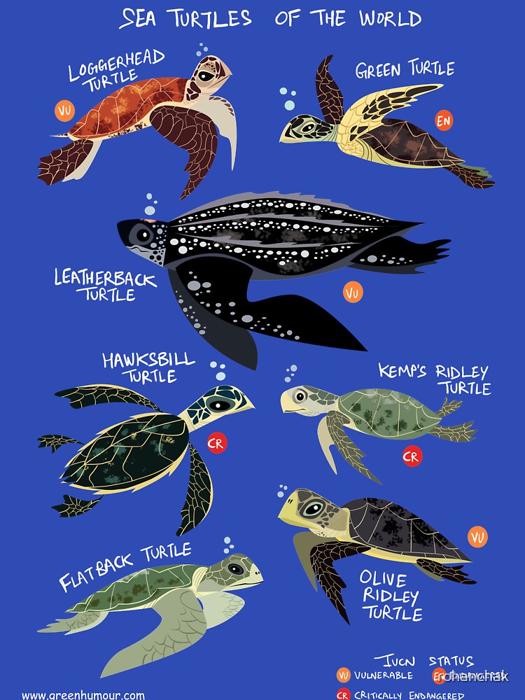 Sea Turtles of the World by Green Humour
