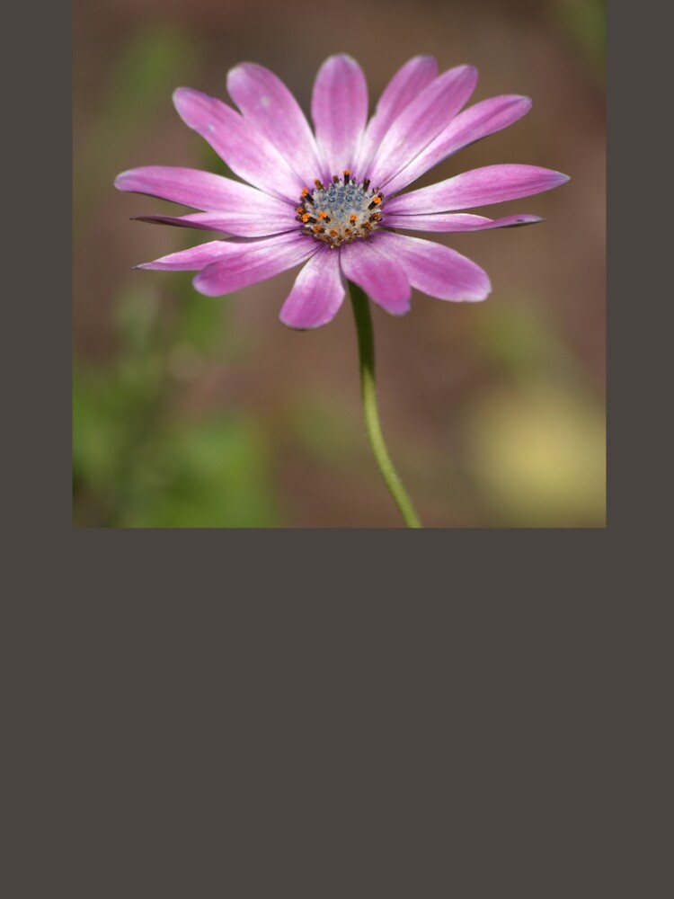 Spring African Daisy by K D Graves Photography