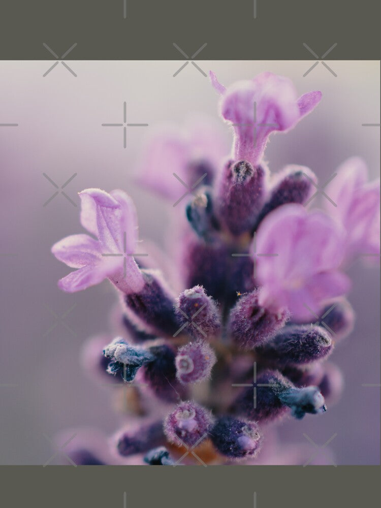 Flower by Moni3572