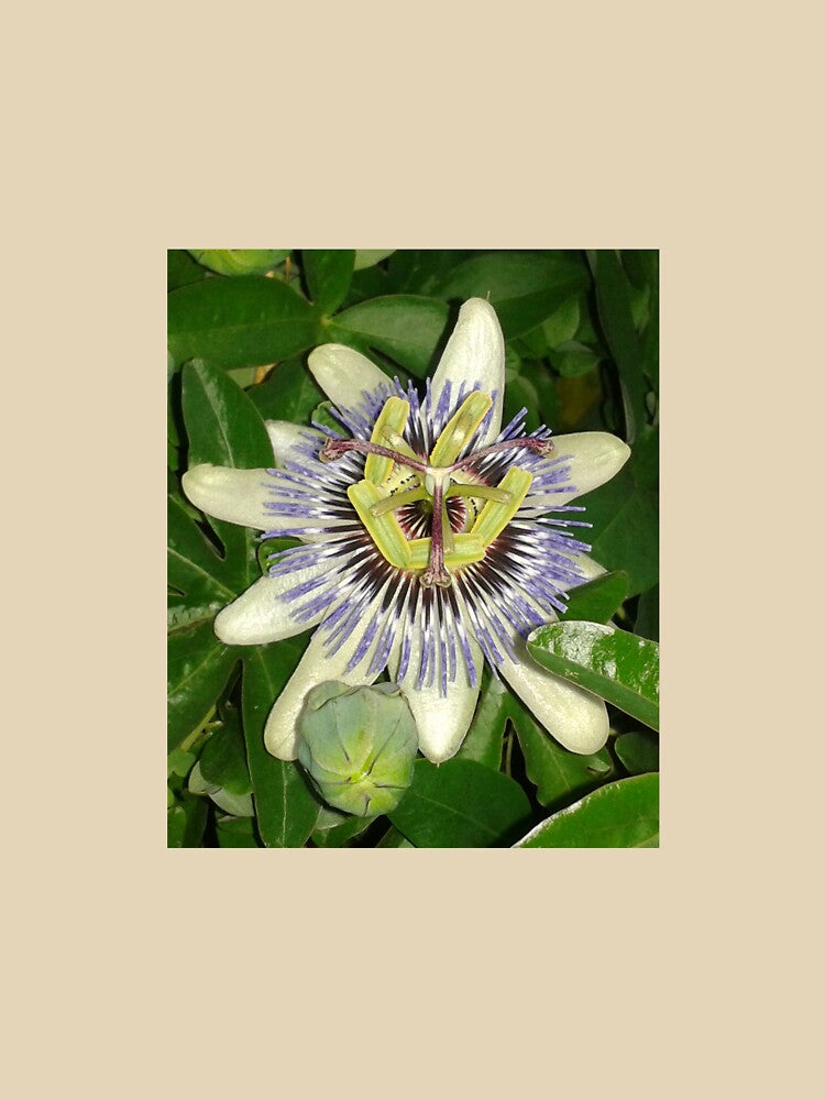 passionflower by Joanne Babb