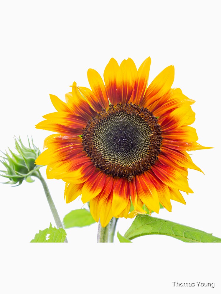 Sunflower 2018-1 by Thomasyoung
