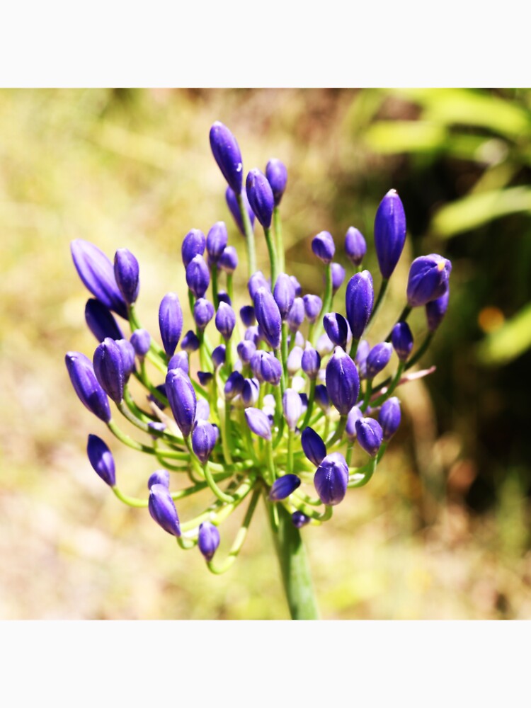 Purple simple australian flower by AnocaNovais
