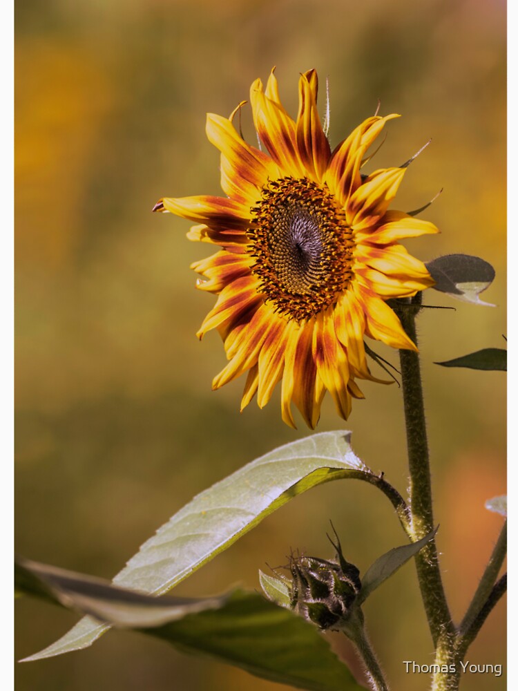 Sunflower 2019-1 by Thomasyoung
