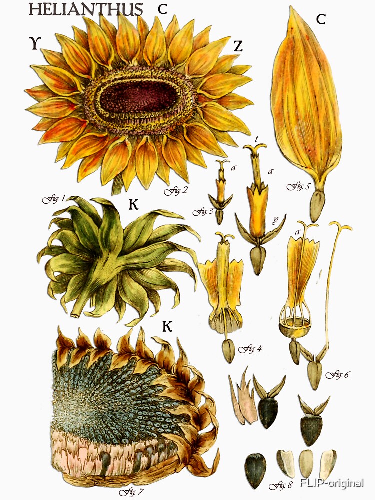 Sunflower botanical illustration 19th century by FLIP-original